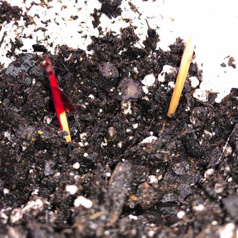 1-PTR-8 #9 growlog timeline photo