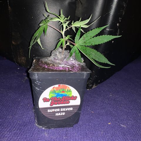 1-SSH-1 #12 growlog timeline photo