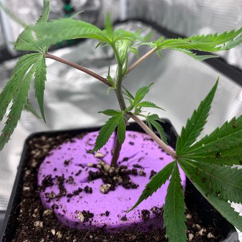 1-SSH-1 #12 growlog timeline photo