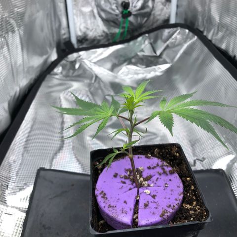 1-SSH-1 #12 growlog timeline photo