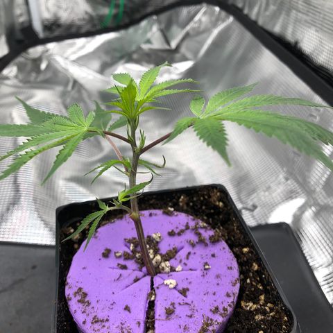 1-SSH-1 #12 growlog timeline photo