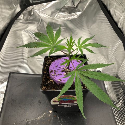 1-SSH-1 #12 growlog timeline photo