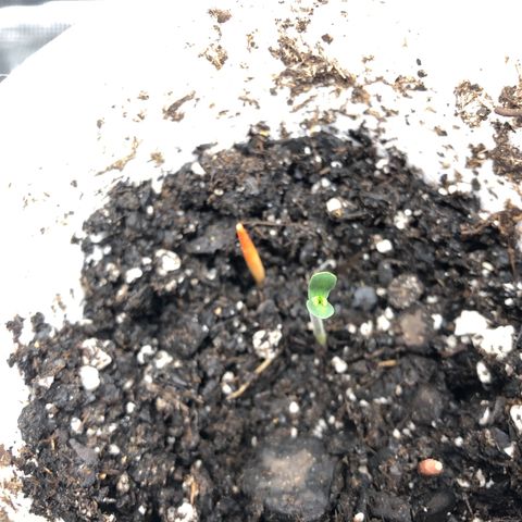 1-PTR-8 #9 growlog timeline photo