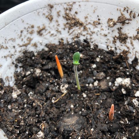 1-PTR-8 #9 growlog timeline photo