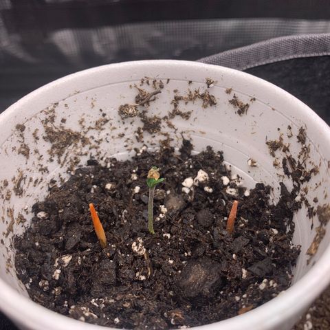 1-PTR-8 #9 growlog timeline photo