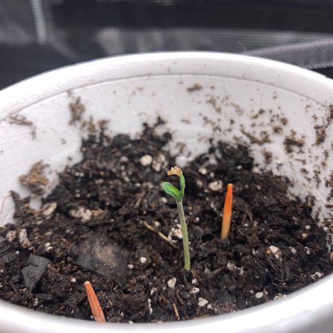 1-PTR-8 #9 growlog timeline photo