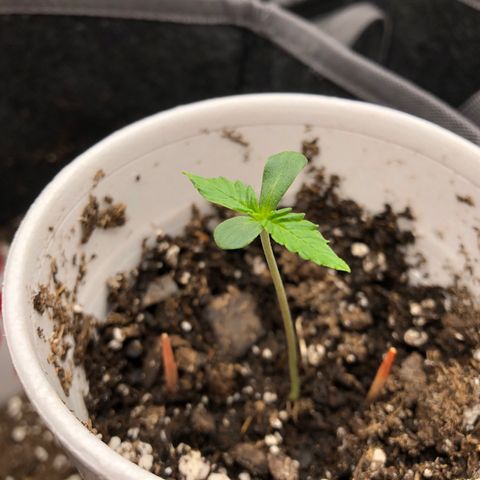 1-PTR-8 #9 growlog timeline photo