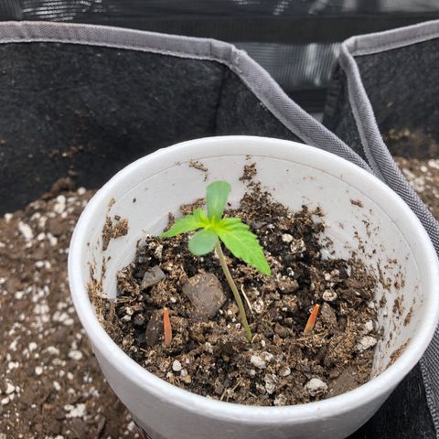 1-PTR-8 #9 growlog timeline photo