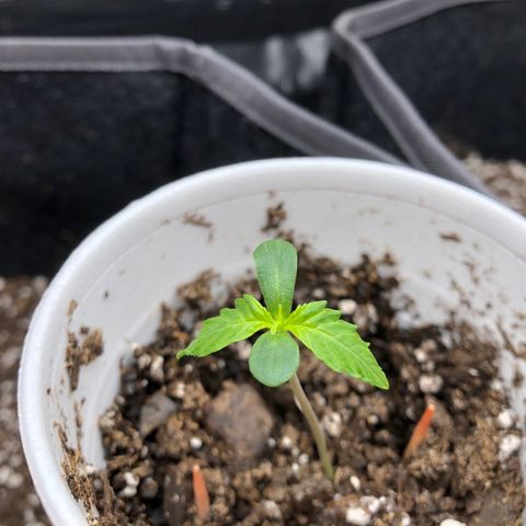 1-PTR-8 #9 growlog timeline photo