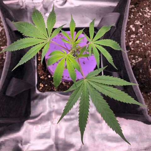 1-SSH-1 #12 growlog timeline photo