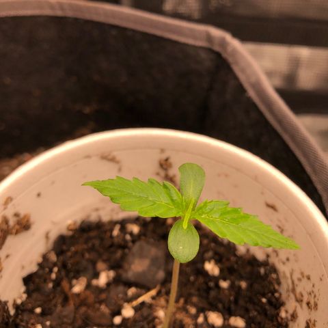 1-PTR-8 #9 growlog timeline photo