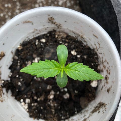 1-PTR-8 #9 growlog timeline photo