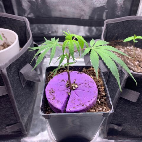 1-SSH-1 #12 growlog timeline photo
