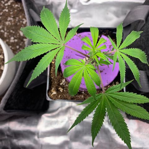 1-SSH-1 #12 growlog timeline photo