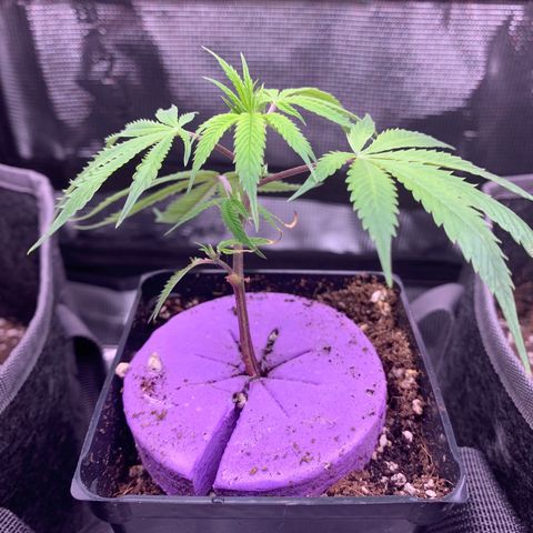 1-SSH-1 #12 growlog timeline photo