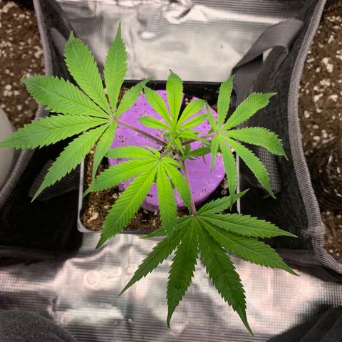 1-SSH-1 #12 growlog timeline photo