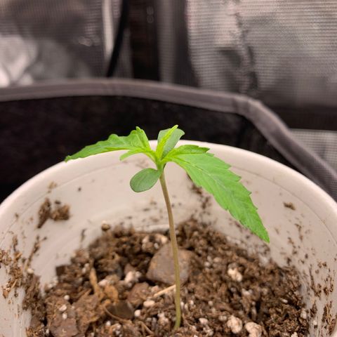 1-PTR-8 #9 growlog timeline photo