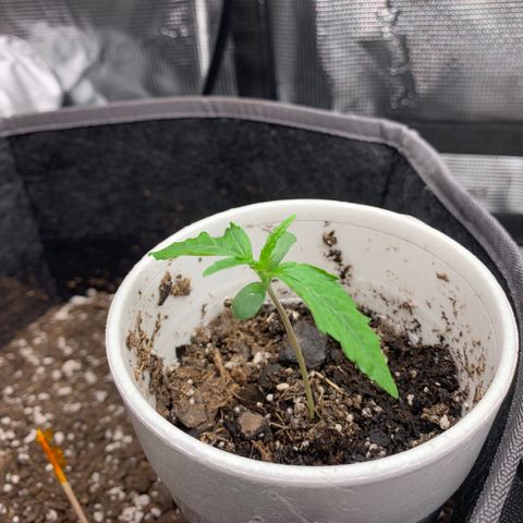 1-PTR-8 #9 growlog timeline photo