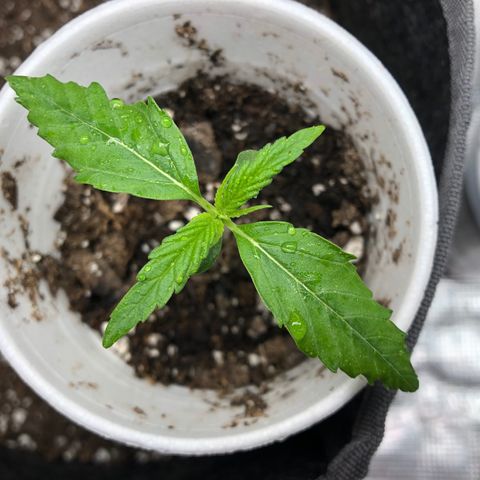 1-PTR-8 #9 growlog timeline photo