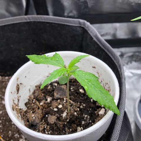 1-PTR-8 #9 growlog timeline photo