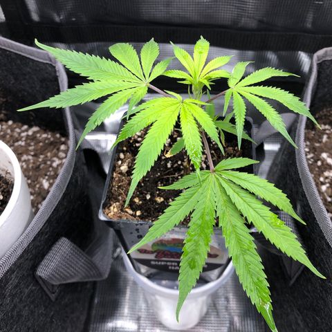 1-SSH-1 #12 growlog timeline photo