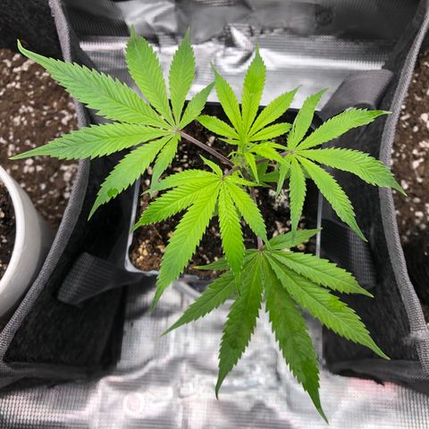 1-SSH-1 #12 growlog timeline photo