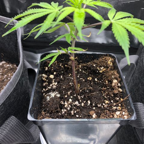 1-SSH-1 #12 growlog timeline photo