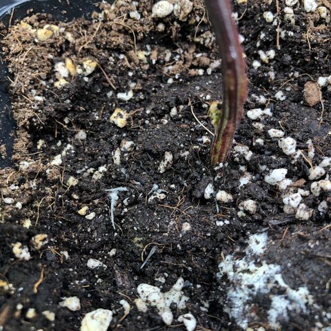 1-SSH-1 #12 growlog timeline photo