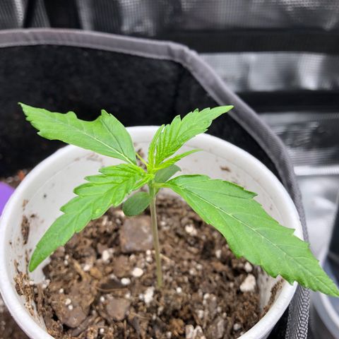 1-PTR-8 #9 growlog timeline photo