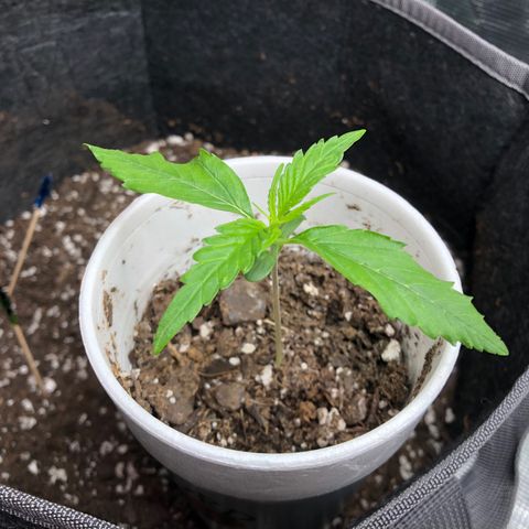 1-PTR-8 #9 growlog timeline photo