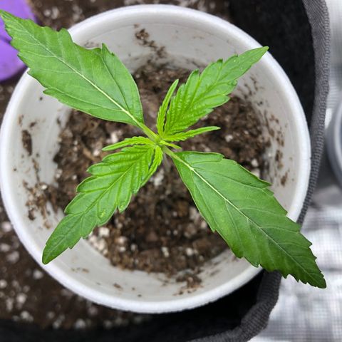 1-PTR-8 #9 growlog timeline photo