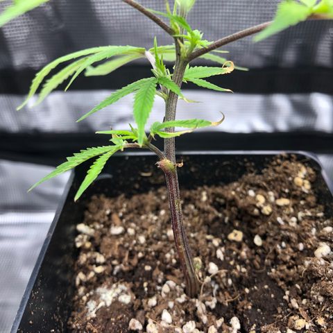 1-SSH-1 #12 growlog timeline photo