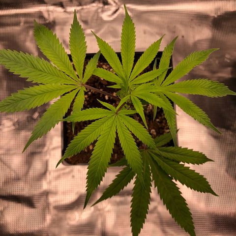 1-SSH-1 #12 growlog timeline photo