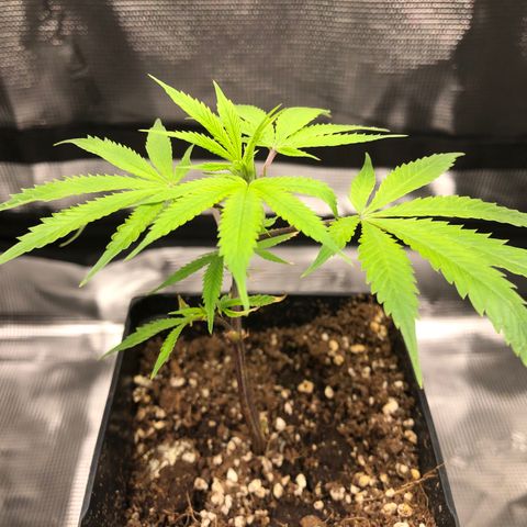 1-SSH-1 #12 growlog timeline photo