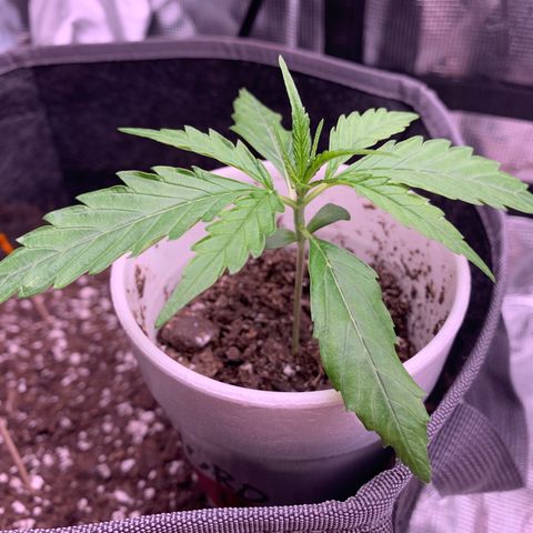 1-PTR-8 #9 growlog timeline photo