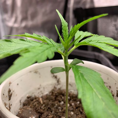 1-PTR-8 #9 growlog timeline photo