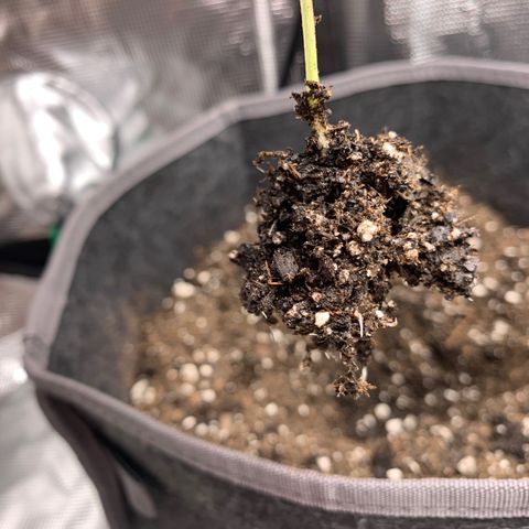 1-PTR-8 #9 growlog timeline photo