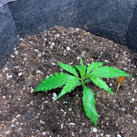 1-PTR-8 #9 growlog timeline photo