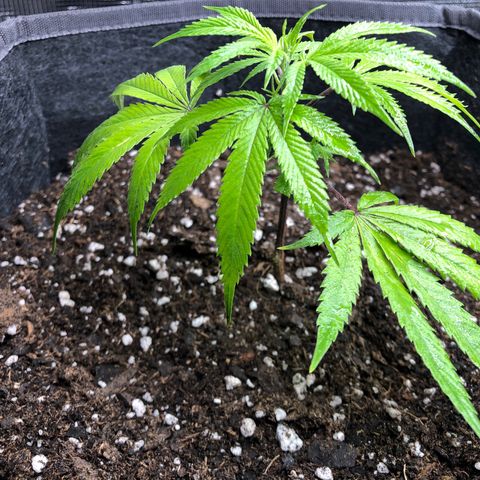 1-SSH-1 #12 growlog timeline photo