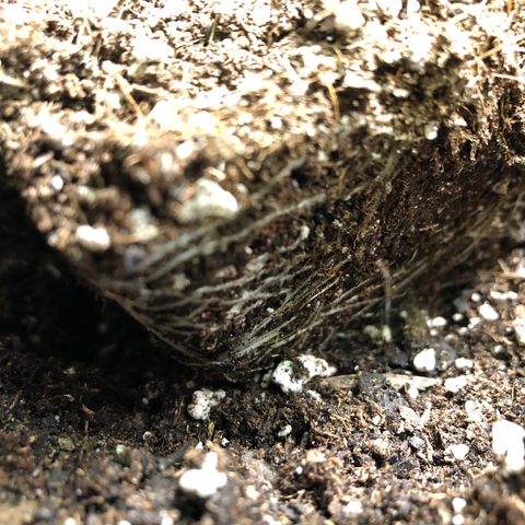 1-SSH-1 #12 growlog timeline photo