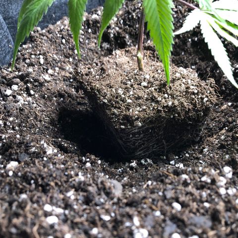 1-SSH-1 #12 growlog timeline photo