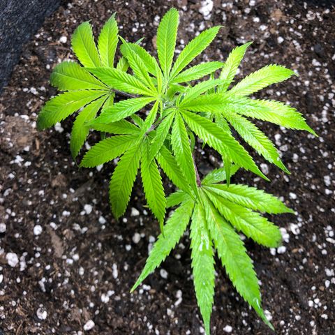 1-SSH-1 #12 growlog timeline photo