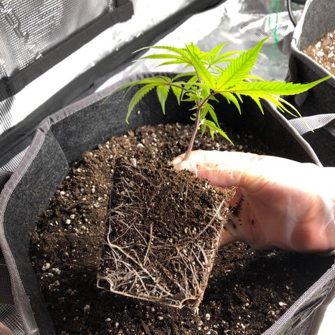 1-SSH-1 #12 growlog timeline photo