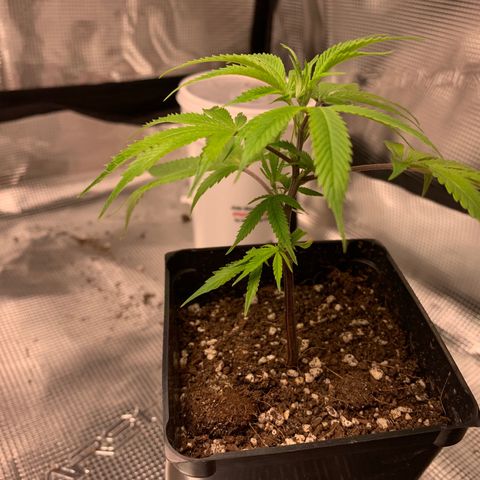 1-SSH-1 #12 growlog timeline photo