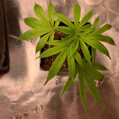 1-SSH-1 #12 growlog timeline photo