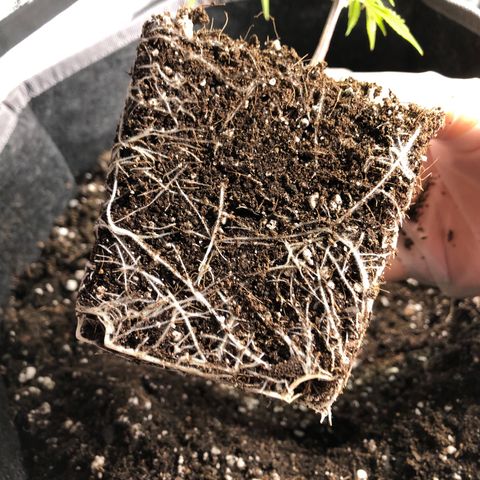 1-SSH-1 #12 growlog timeline photo