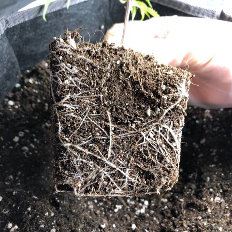 1-SSH-1 #12 growlog timeline photo