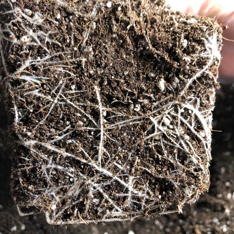 1-SSH-1 #12 growlog timeline photo