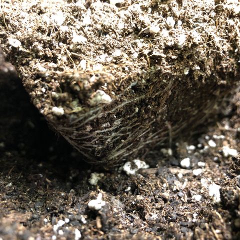 1-SSH-1 #12 growlog timeline photo