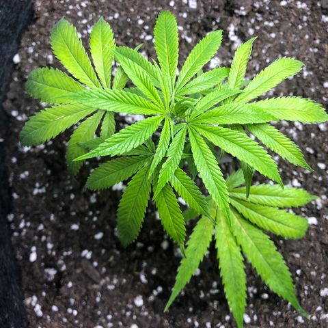 1-SSH-1 #12 growlog timeline photo